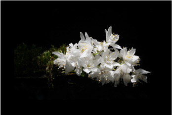 闇の白花